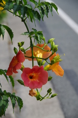 樹下の花想い6-3