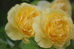 グラハムトーマス