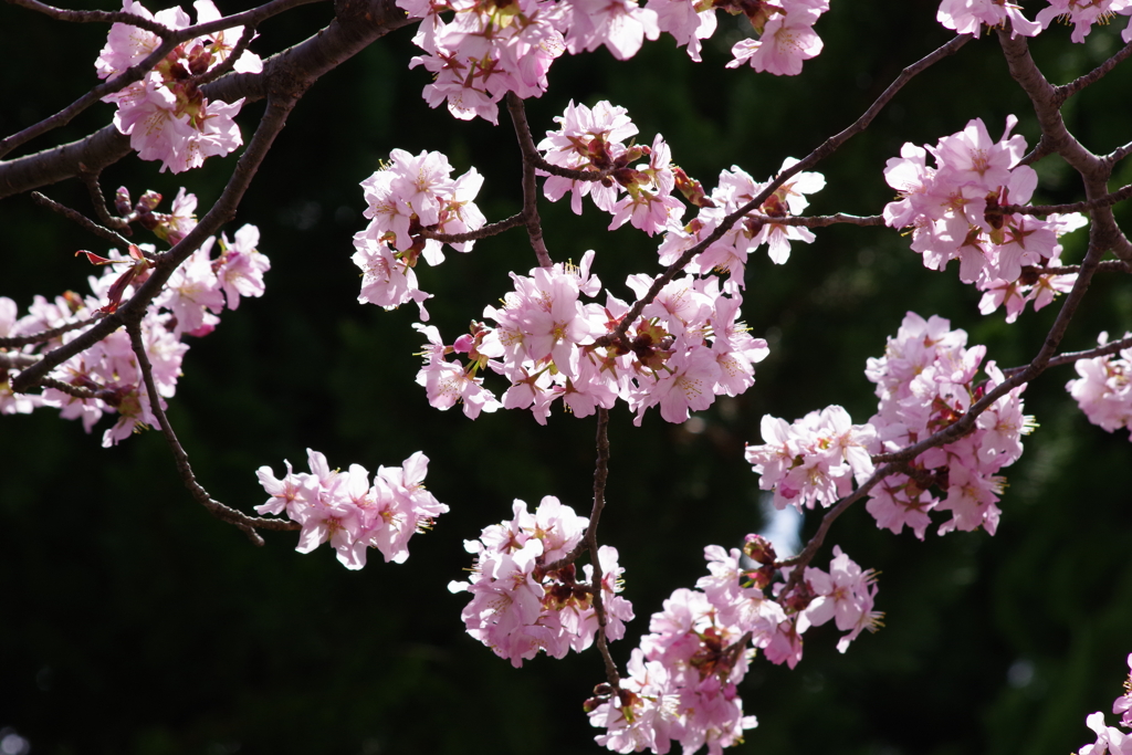 花散歩-公園の桜2