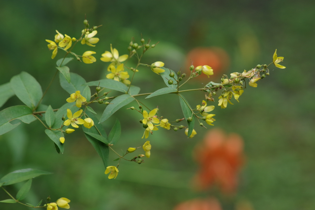 野草園の忘れ物‐クサレダマ