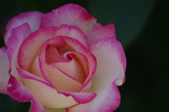 5/29 覆輪の薔薇