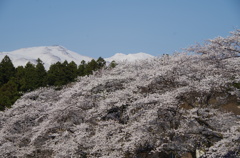 頭を桜の上に出し♪