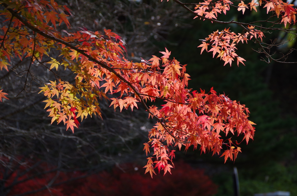 紅葉輝いて