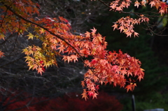 紅葉輝いて