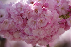 山形の桜尽くし-10