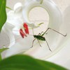 花の上の緑の虫