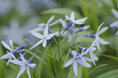 花散歩‐丁字草