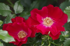 花散歩‐赤いバラ