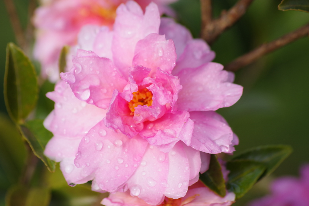 神代の山茶花-艶姿