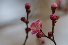 梅の花がほころんで山形にも春が来た-4