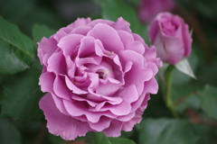 花散歩-青花のバラ