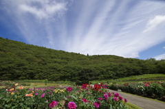 秋田国際ダリア園-4