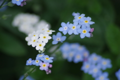 花散歩‐青と白の勿忘草