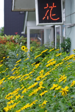 花散歩-住宅街の花屋さん