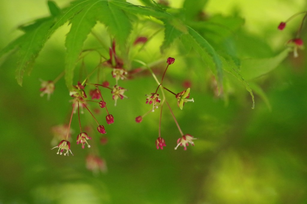 緑のモミジの花-2