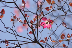 花散歩‐花水木・紅