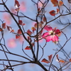 花散歩‐花水木・紅