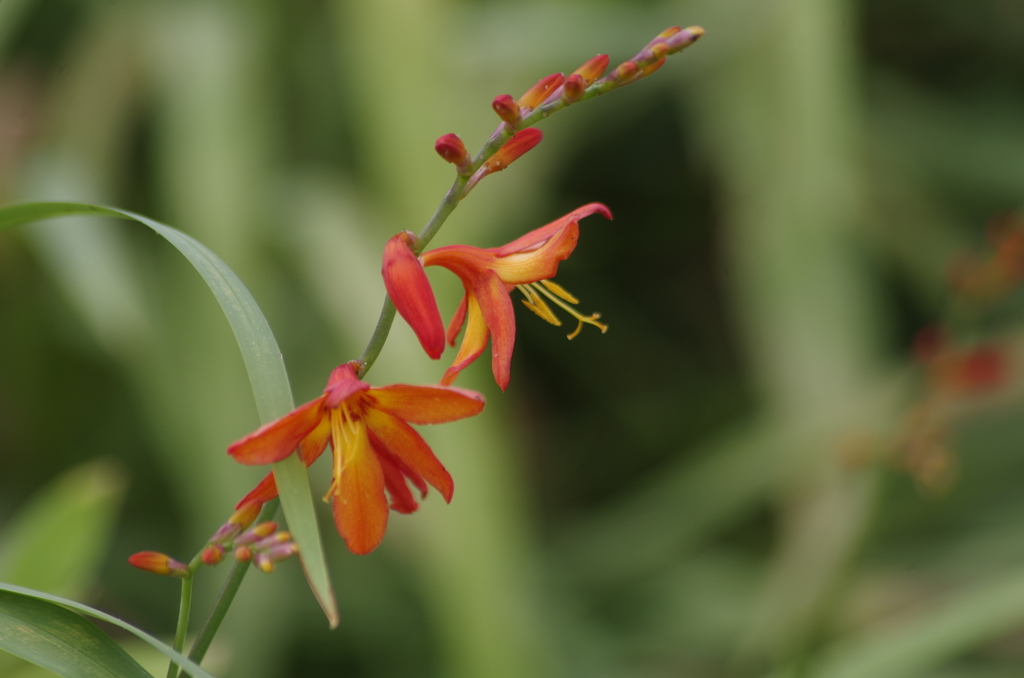 2018.7.9の花散歩‐姫檜扇水仙