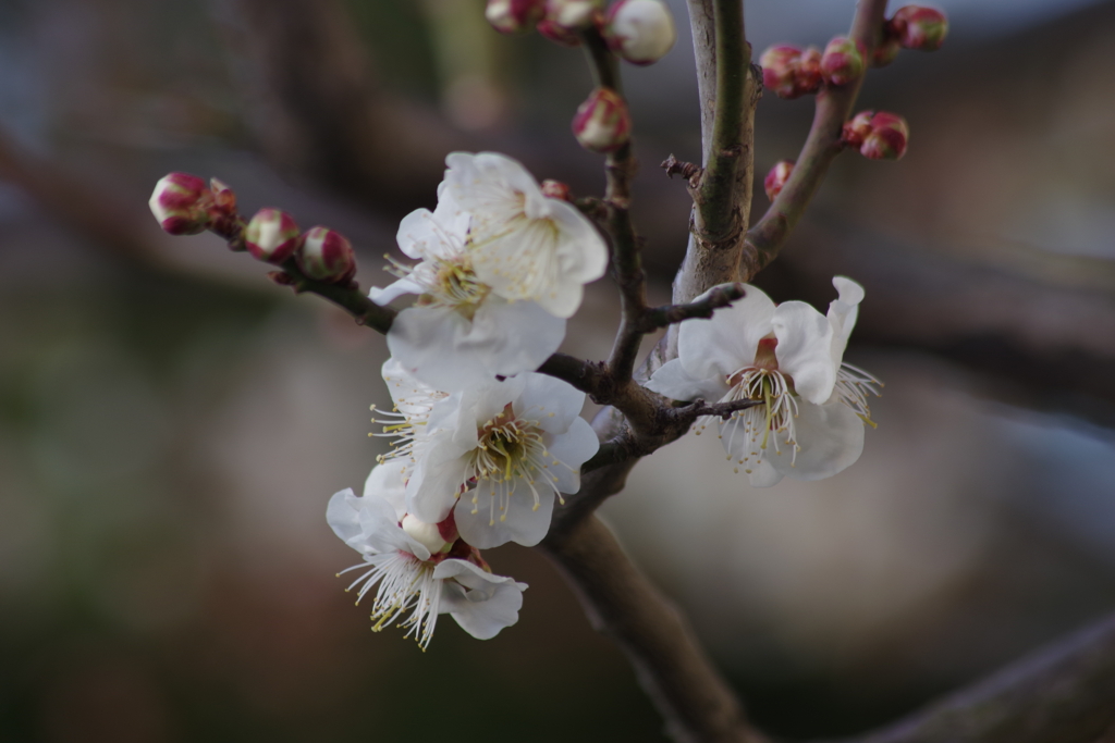 花散歩‐古木の白梅1