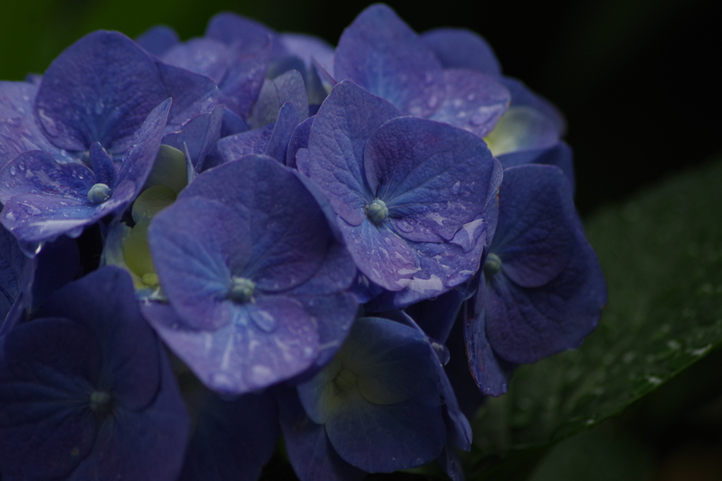 あじさい雨-1