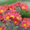 花散歩‐小菊3