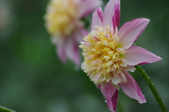 秋田のダリア‐プードルスター