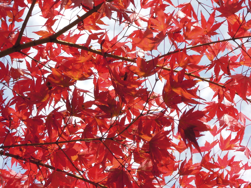 赤くより紅く