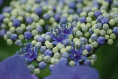 花散歩‐紫陽花の真花