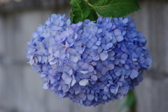 花散歩-ぽってりと紫陽花