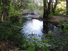 獅子ヶ鼻湿原の出つぼ（湧水）