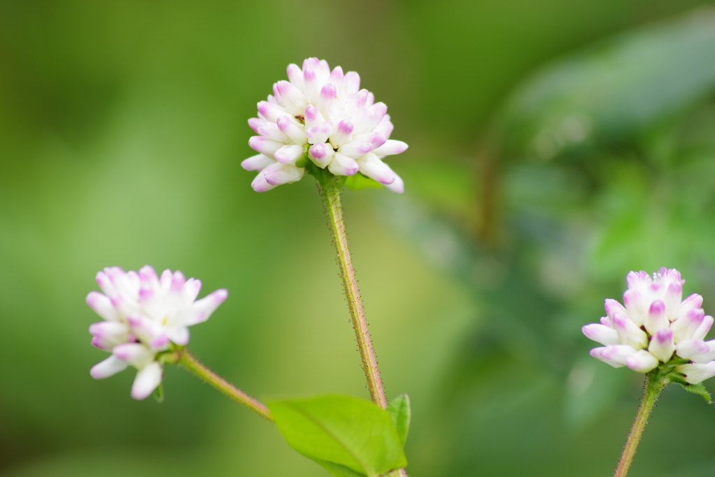 秋の野の花‐ミゾソバ1