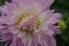 秋田のダリア-桜女王