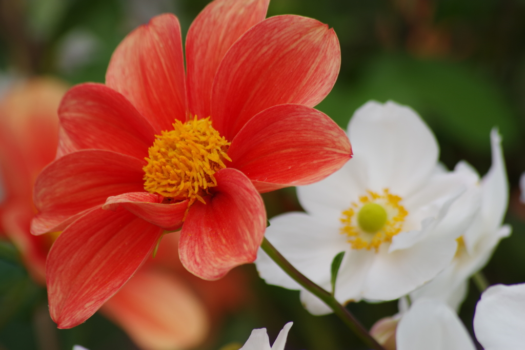 花散歩‐ダリアと秋明菊