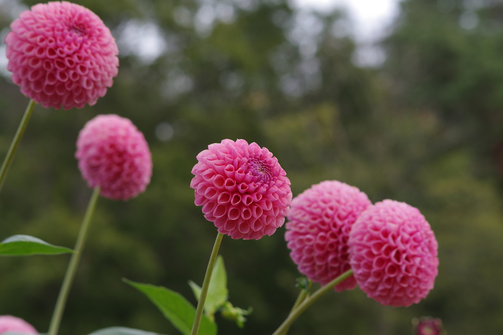 幸せの花嫁