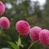 幸せの花嫁