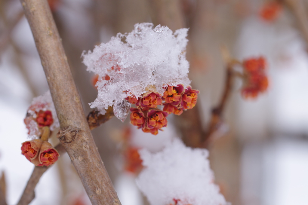 雪の中でまんず咲く3