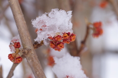 雪の中でまんず咲く3