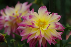 秋田のダリア-2017新作7