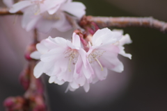 花散歩‐小さな桜が咲いてます