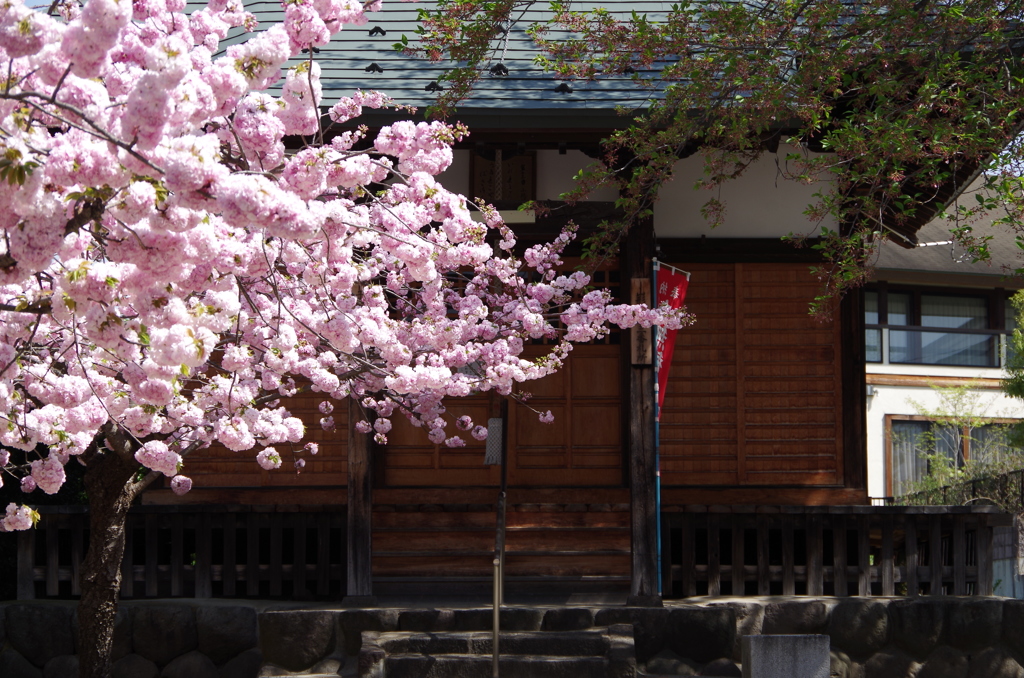 子安観音堂の桜-5