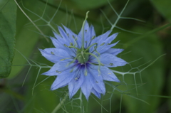 六月の花散歩-ニゲラ