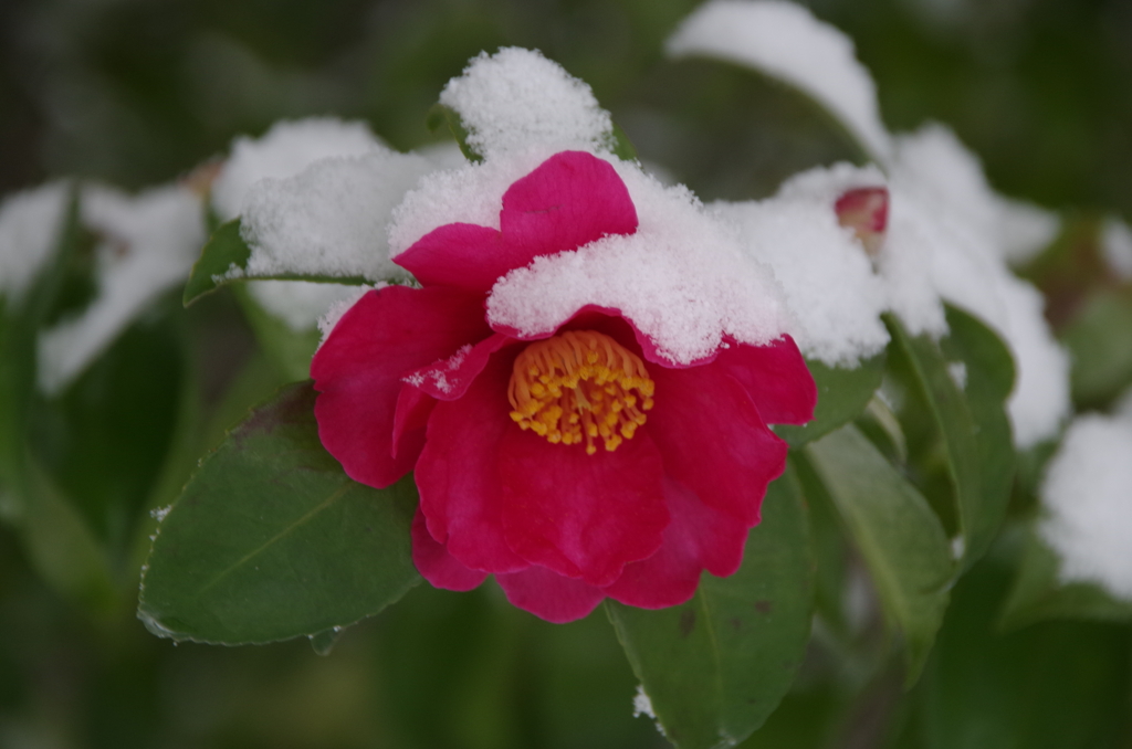 2021年の今頃‐ふうわり雪と山茶花1