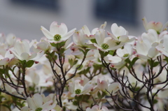 優しい時の中で-花水木23