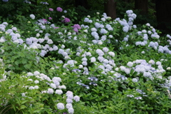 西蔵王公園の紫陽花-2