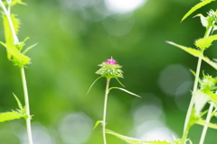 野草園-抱葉姫薊