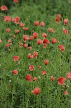 雨の日の花散歩‐ナガミヒナゲシ