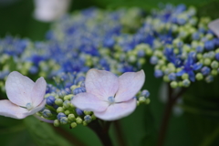 梅雨空に似合う花-紫陽花3