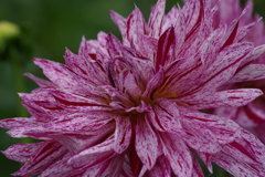 秋田のダリア‐ワインシャワー