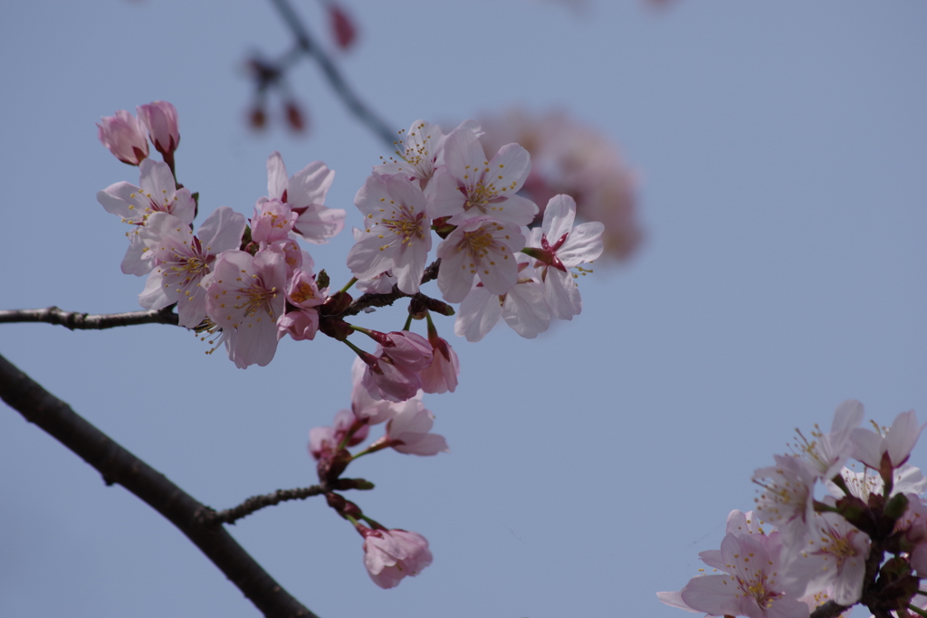 花散歩‐サクラサク
