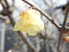 春の黄色-4
